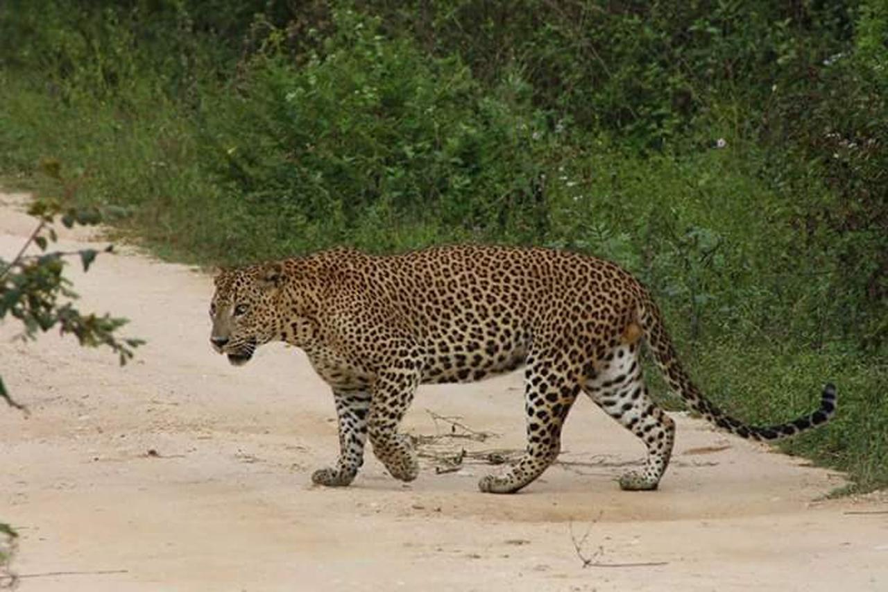 Nature Park Udawalawe Εξωτερικό φωτογραφία